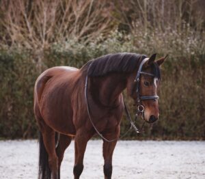 OLIVER4