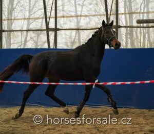 DOLORES7