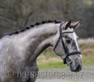 CEZAR0