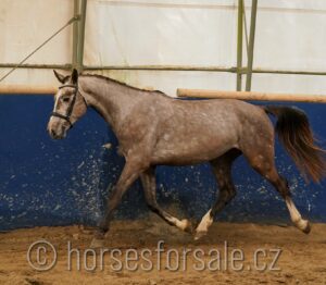 CEZAR3
