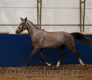 CEZAR7