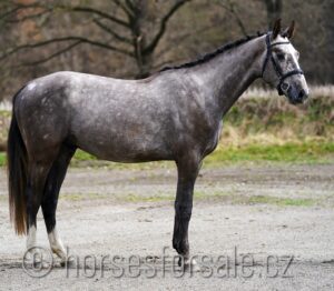 CEZAR6
