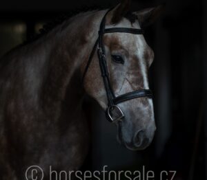 CEZAR7