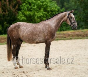 CEZAR6