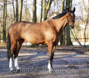 CORNELIE1