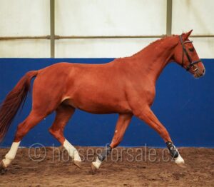 CONRAD2