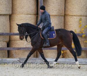 BELGIAN2