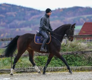 BELGIAN1